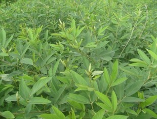 木豆叶新鲜 树黄豆 中草药三叶豆小孩皮肤洗澡出水豆500g