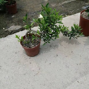 精品提根水横枝盆景阳台庭院小叶栀子花盆栽办公室高档盆景包邮