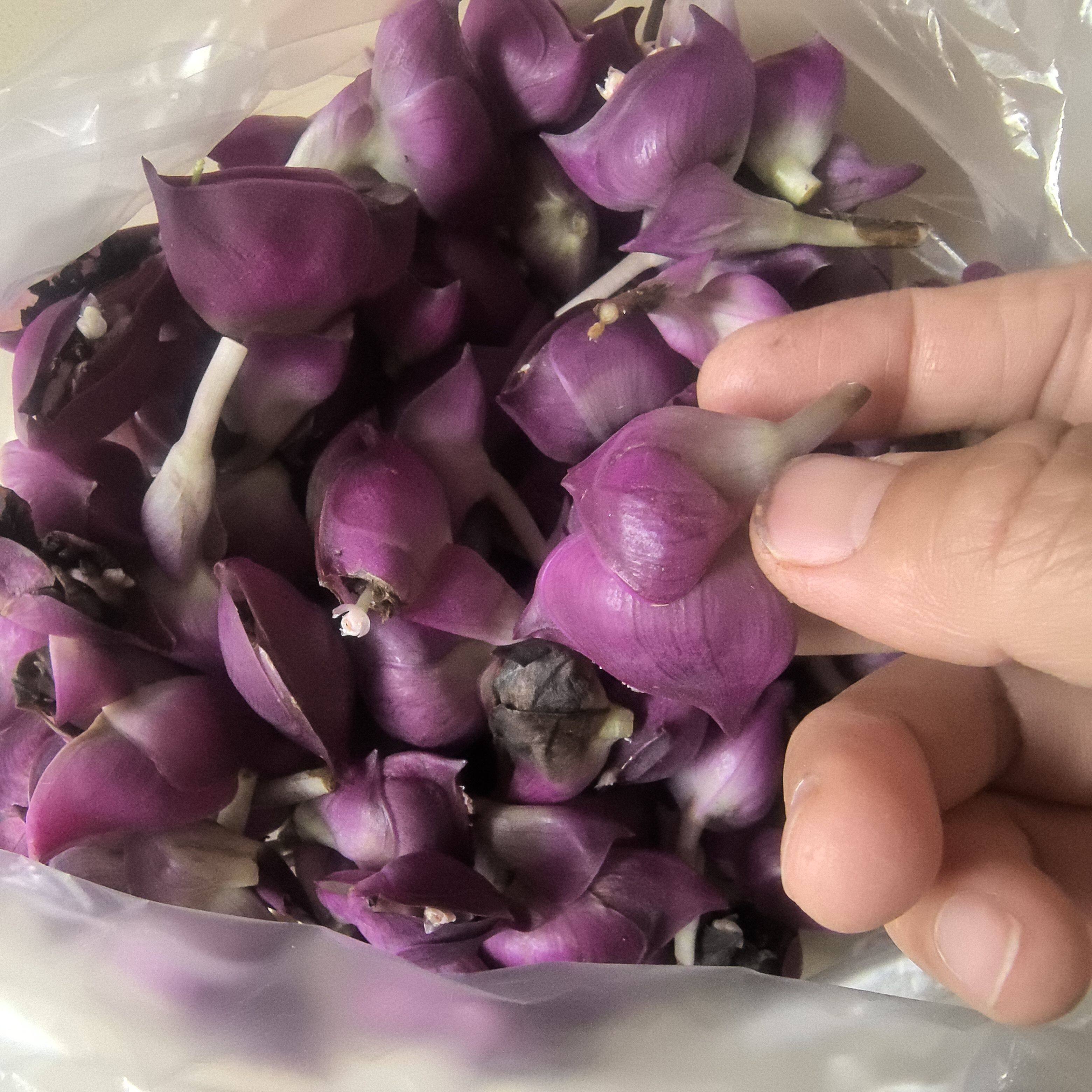 新鲜紫万年青紫兰红面将军 血见愁 蚌花荷包兰紫锦兰红螺花纯花朵