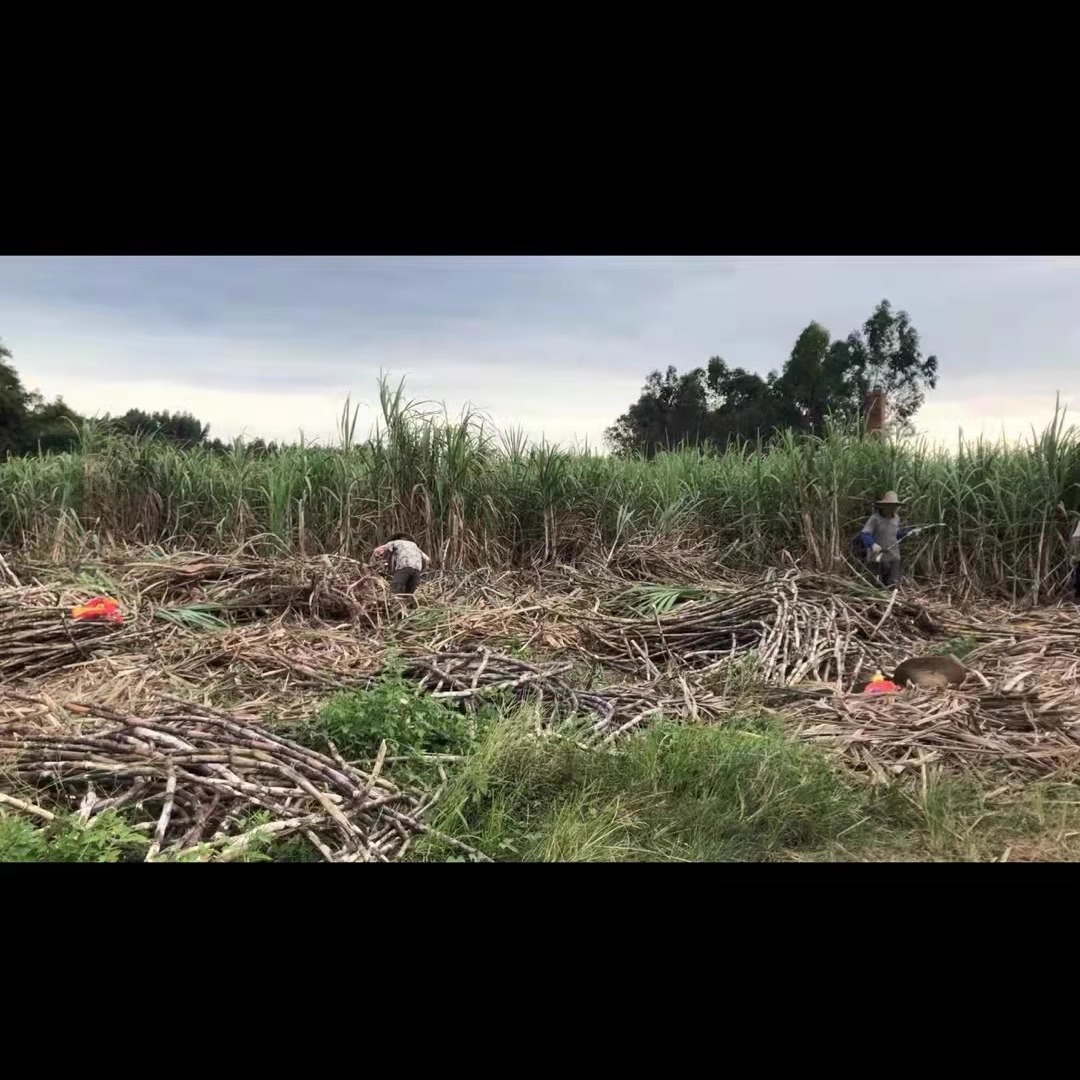 新鲜水果绿皮甘蔗/青甘蔗 青皮果蔗做红糖用甘蔗腊蔗10斤