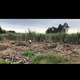 新鲜水果绿皮甘蔗/青甘蔗 青皮果蔗做红糖用甘蔗腊蔗10斤