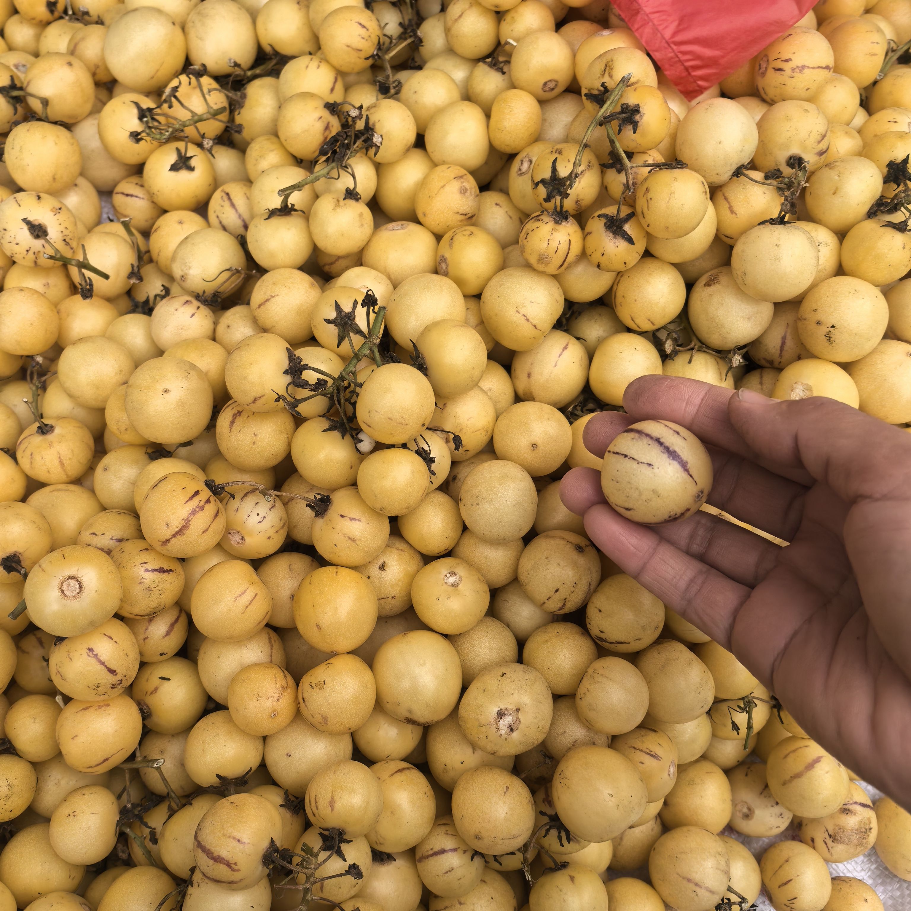 人参果新鲜圆果人生果娃娃果七彩黄肉水果整箱树上熟小果1/3/5斤