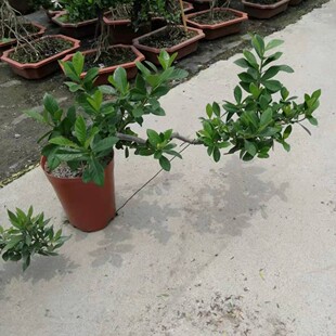 精品提根水横枝盆景阳台庭院大叶栀子花盆栽办公室高档盆景包邮