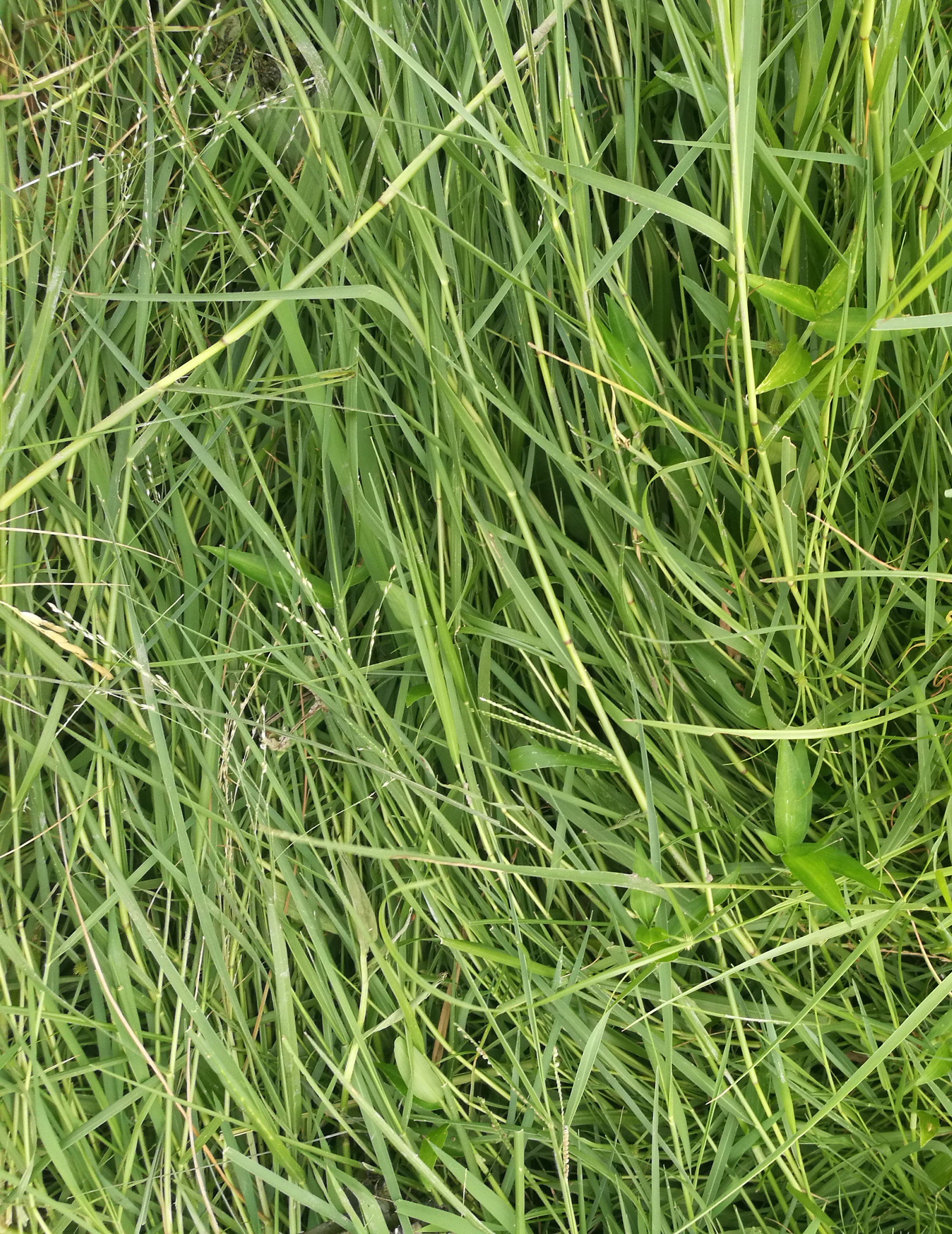 新鲜硬骨草硬骨针薯草根铺地黍田基姜头马鞭节广东茂名现采500克