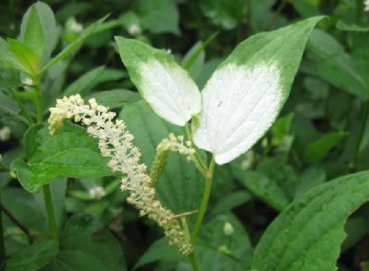 新鲜湿三白草 白花莲 过塘莲 白面姑 塘边藕 500克