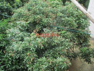 新鲜现摘龙眼树叶养龟龙眼叶预防龟腐皮中药材500克枝叶