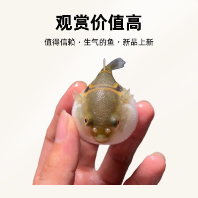弓斑河豚鱼豹纹狗头巧克力娃娃热带淡水观赏宠物活体狗头鱼会生气