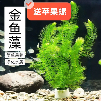 金鱼藻印度小竹节草鱼苗虾躲避懒人阴性水草鱼缸装饰造景净化水质