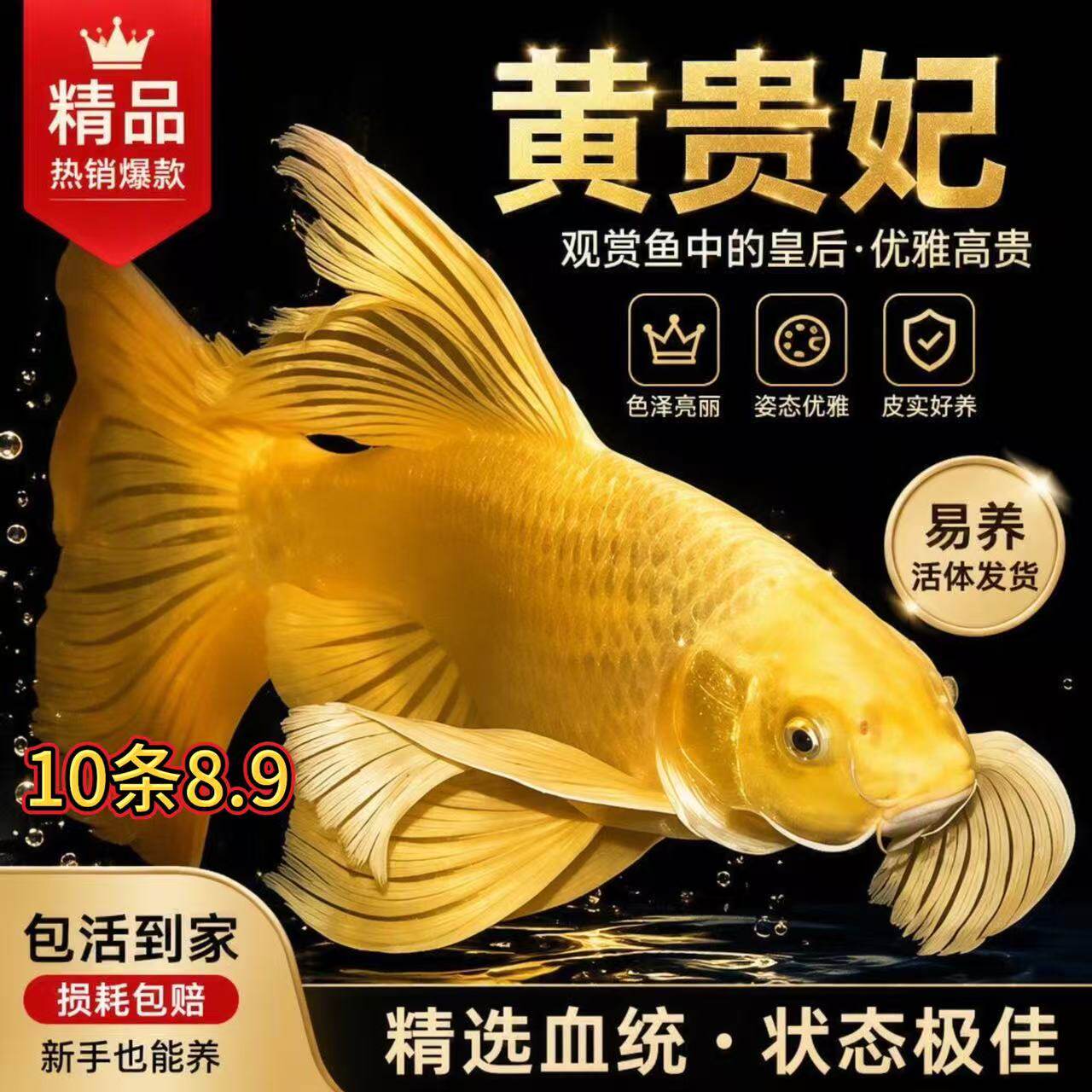 台湾蝴蝶鲤鱼鱼苗活体短身大尾大鳍白金龙凤锦鲤短身球体纯种好养