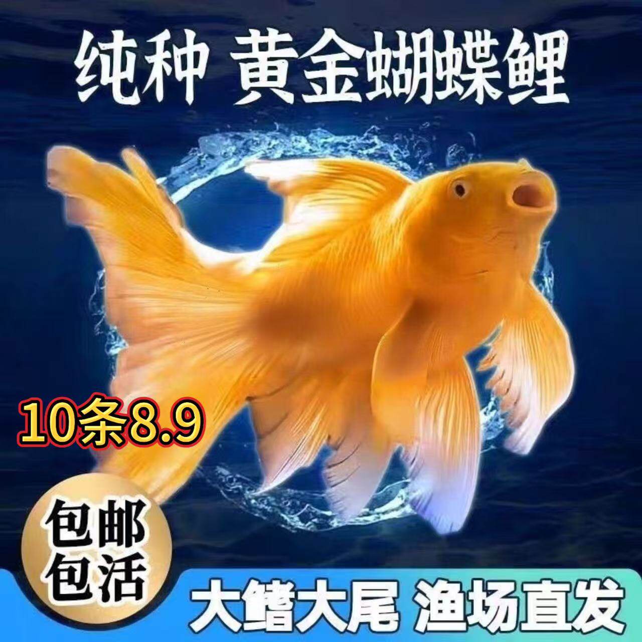 贵妃蝴蝶鲤鱼鱼苗活体短身大尾大鳍白金龙凤锦鲤短身球体纯种好养
