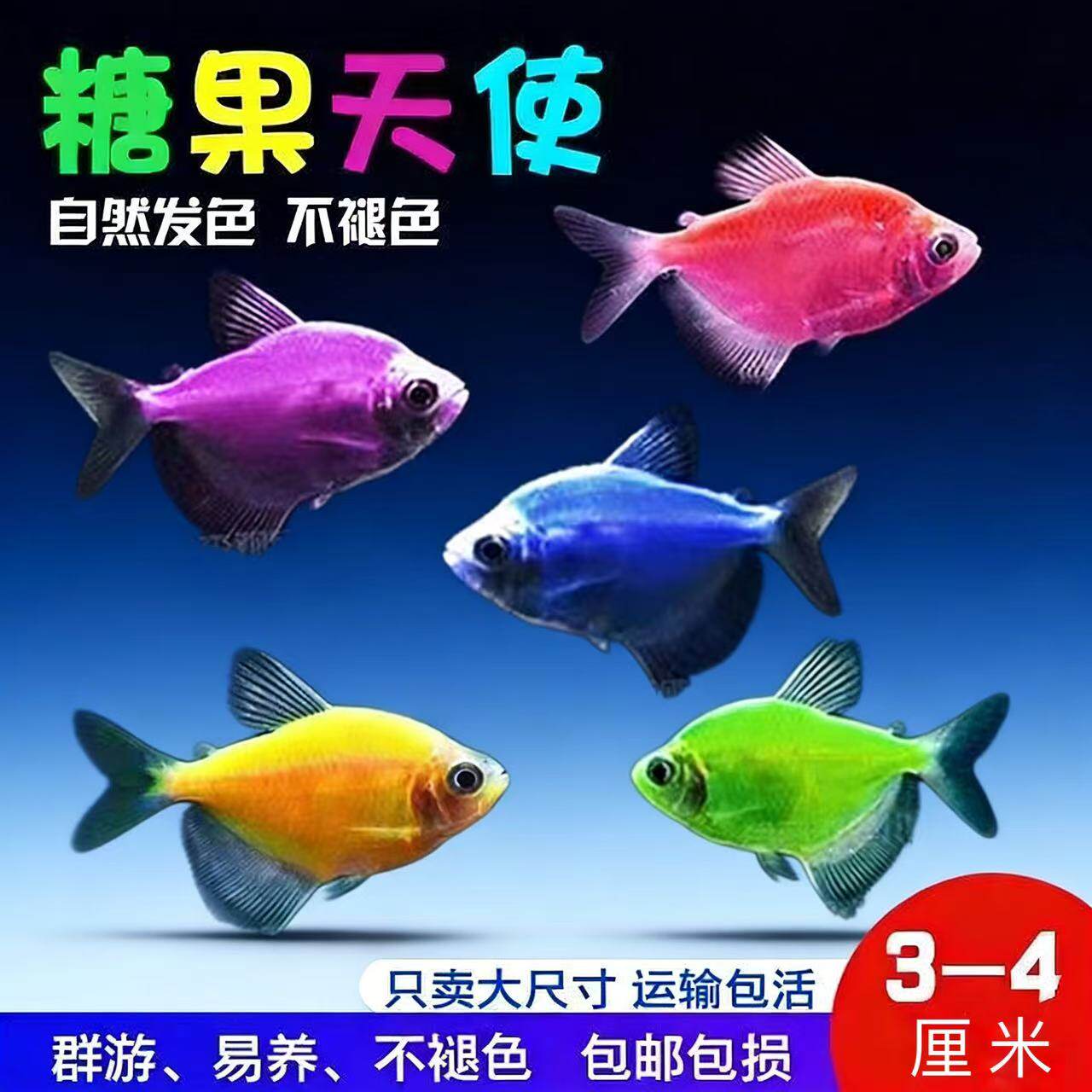 糖果天使鱼热带观赏鱼小型淡水好养耐活群游灯科鱼草缸除藻