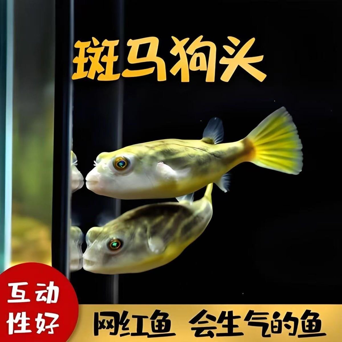 斑马狗头河豚鱼热带鱼观赏鱼淡水鱼
