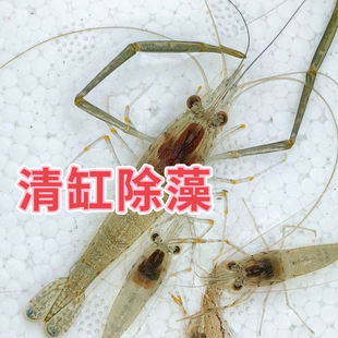 中华长臂虾河虾活体观赏虾免加温冷水河流虾草缸工具虾除藻虾