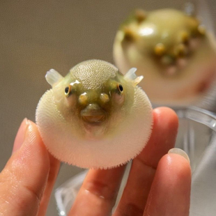 弓斑河豚鱼潜水艇小型巧克力娃娃热带淡水观赏宠物活体狗头鱼