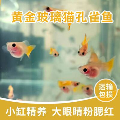 黄金玻璃猫越南原线进口小型短体球体带胎c体高端进口种鱼鱼苗