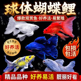 正宗纯种台湾蝴蝶鲤球体狮头白火凤凰熊猫蝴蝶鲤活体淡水观赏鱼苗
