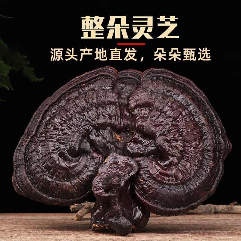 新货长白山半野生整枝黑灵芝泡酒紫灵芝灵芝片干整朵林芝500g包邮