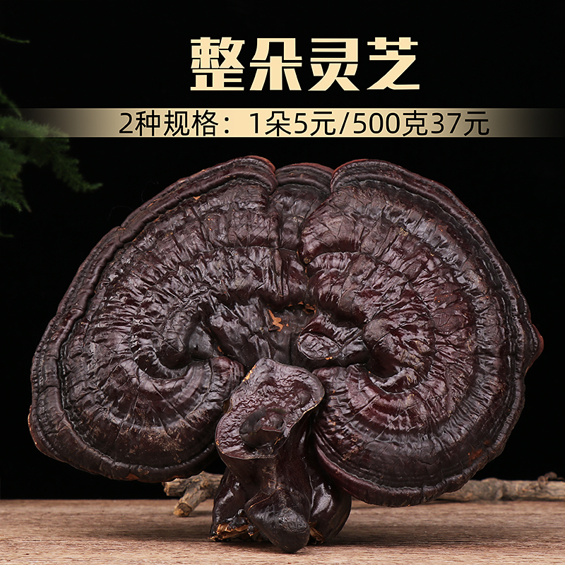 新货长白山半野生整枝黑灵芝泡酒紫灵芝灵芝片干整朵林芝500g包邮