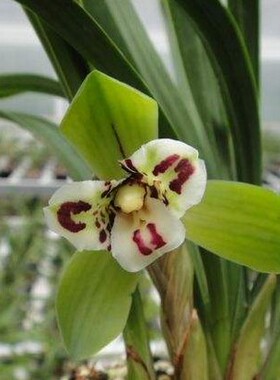 春兰 三圣 兰花 蕊蝶 绿植花卉盆栽 自然种养 花期带花苞 叶蝶