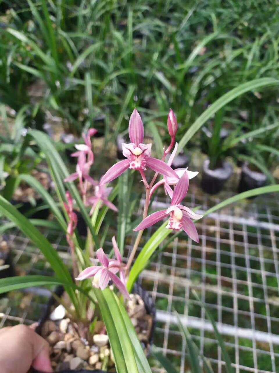 建兰四季兰红花 市长红  浓香兰花苗  绿植花卉盆栽 勤花 勤芽