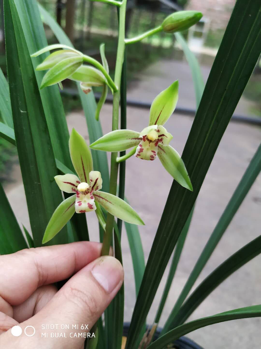 建兰四季兰 浓香 大青 兰花 绿植花卉盆栽 花期可多次来花