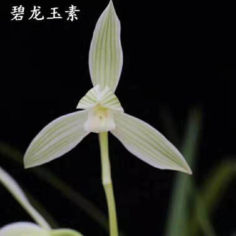 兰花莲瓣兰素心碧龙玉素