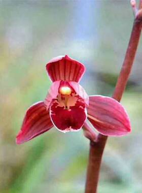 墨兰 荷瓣 红花老种 东方红神荷 花卉兰花 叶艺 浓香 花期带花苞
