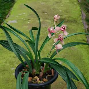 兰花 建兰 四季兰 浓香 荷瓣 东方红荷 绿植花卉盆栽 客厅