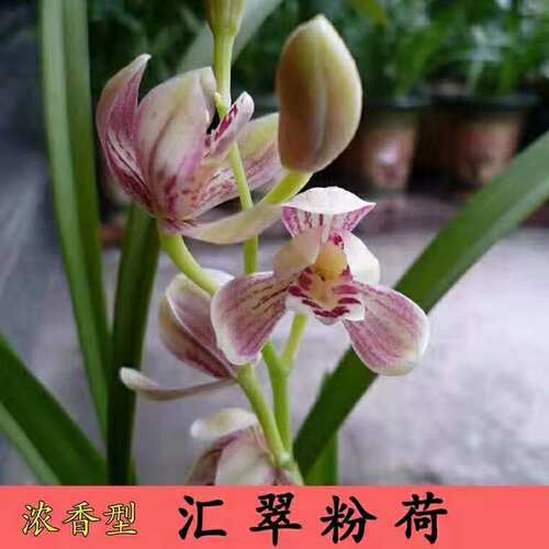 兰花建兰浓香荷瓣荟萃粉荷
