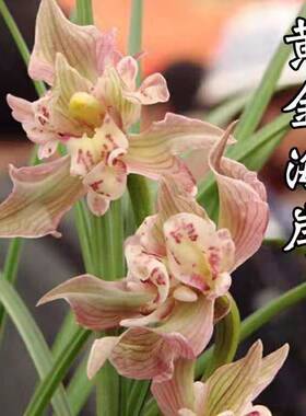 莲瓣兰奇花 领带花 黄金海岸 绿植花卉兰花盆栽 花期带花苞