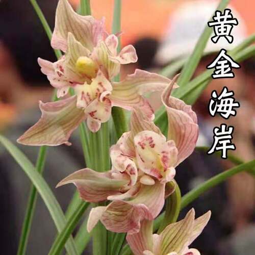 兰花莲瓣兰奇花黄金海岸
