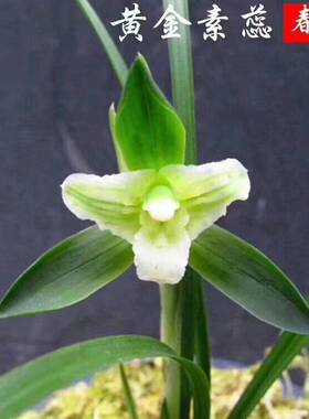 春兰黄金素蕊 天地金星  兰花 绿植花卉盆栽 老品种 花期带花苞