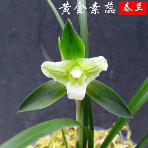绿植盆栽老品种兰花