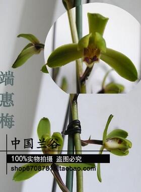 蕙兰 端惠梅 老种兰花 自然种养 绿植花卉盆栽 花期带花苞