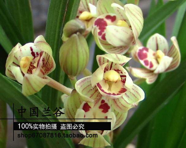 绿植盆栽荷瓣兰花
