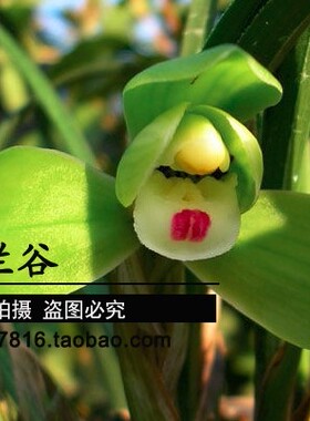 中国兰谷 春兰 西神梅 老种原生种兰花苗 自然种养 适应性强