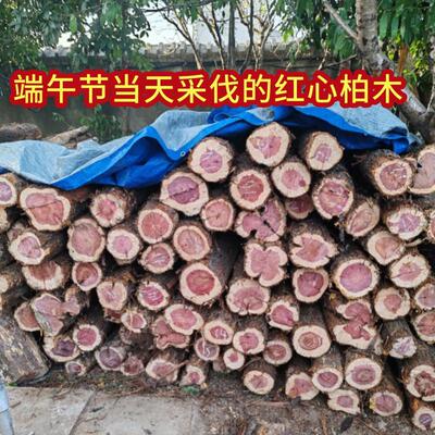端午节采伐湖北柏木原木五月初五