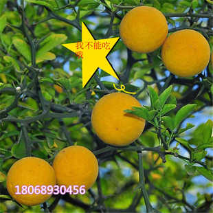 带刺篱笆枸橘苗枳壳苗篱笆栅栏铁篱寨枳实苗嫁接砧木护院刺树苗积