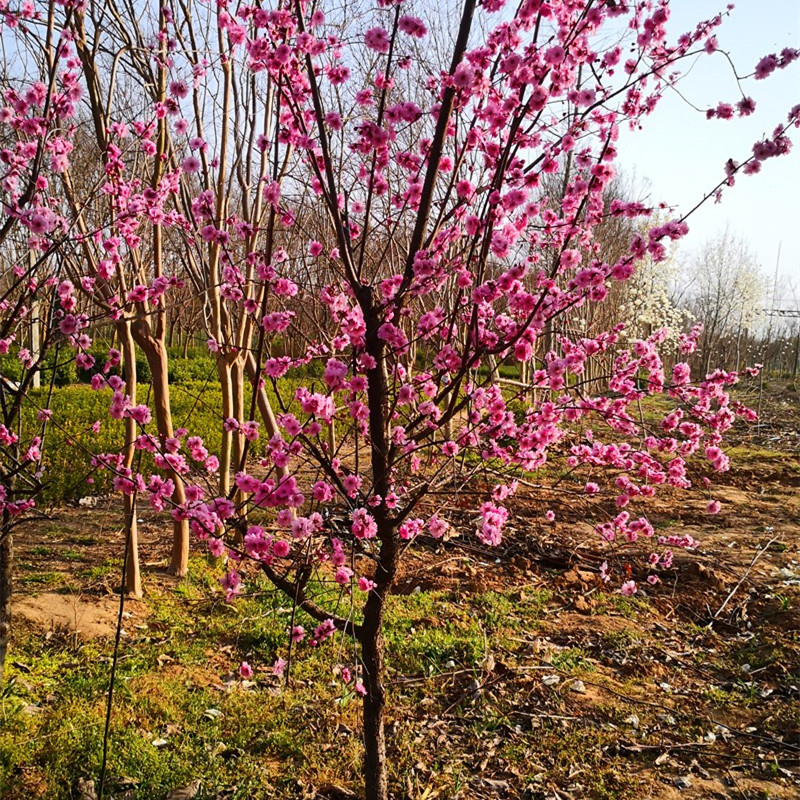 梅花树苗庭院盆栽室外耐寒冬梅红梅腊梅地栽开花盆景四季花卉植物图片
