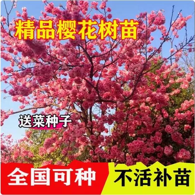 树树苗庭院地栽大树南方北方种植云南日本晚观赏花苗图片