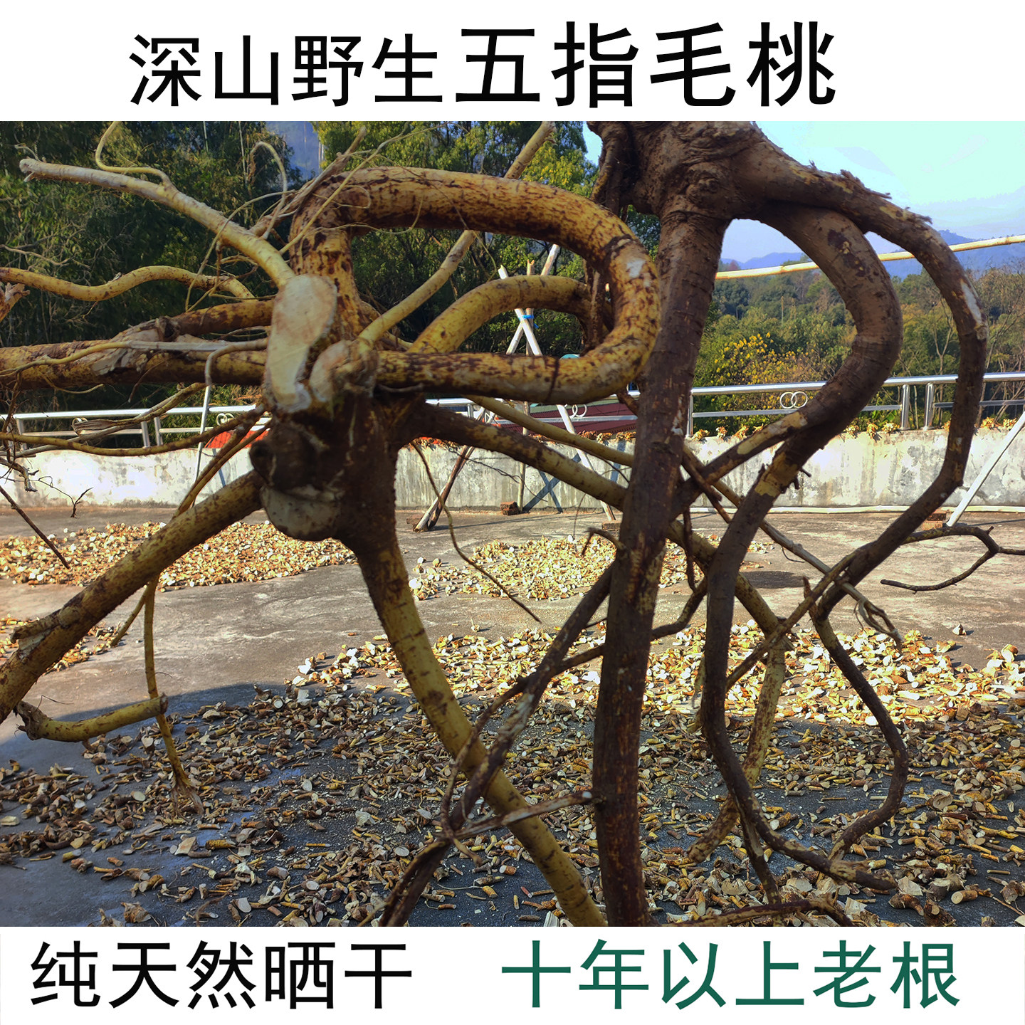正宗野生五指毛桃根中药材天然晒干五爪龙老根新鲜干货现挖煲汤料