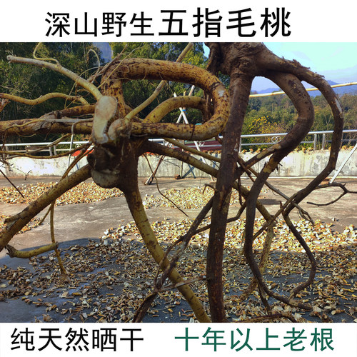 正宗野生五指毛桃根中药材煲汤料
