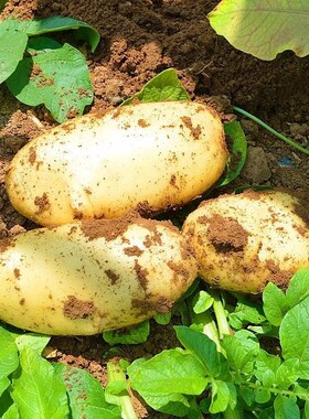 甘肃民乐土豆沙漠奶油爆皮板栗马铃薯新鲜农家现挖小土豆小洋芋