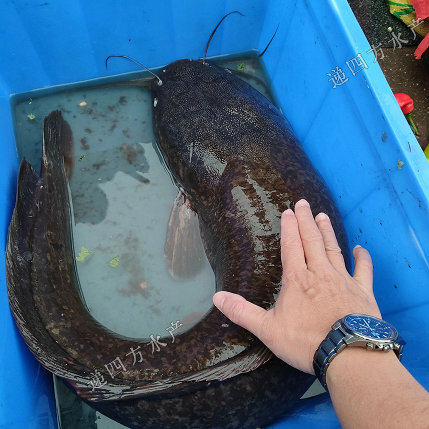 埃及塘鲺鱼苗淡水 养殖食用革胡子鲶鱼苗淡水鱼苗批 发八须胡子鲶