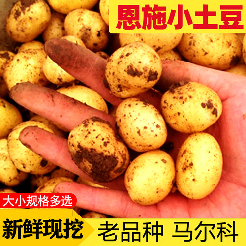 【正宗高山老品种】恩施富硒小土豆农家自种马尔科黄心洋芋马铃薯 - 封面