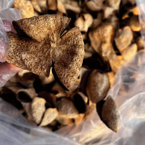 2019年圈枝6年份新会陈皮大红皮