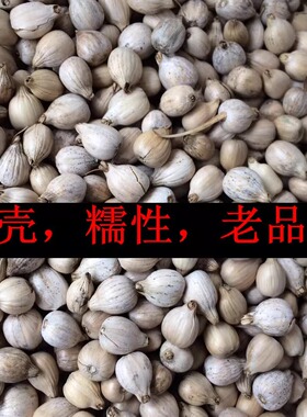 薏米老品种苡米种子带壳小薏仁米薏苡仁农家祖辈自留白壳糯性500g