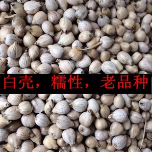 薏米老品种苡米种子带壳小薏仁米薏苡仁农家祖辈自留白壳糯性500g