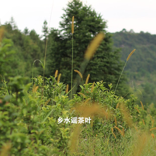 寿宁高山红茶荒野茶叶金牡丹正宗特级花果浓香型小种2026春新茶