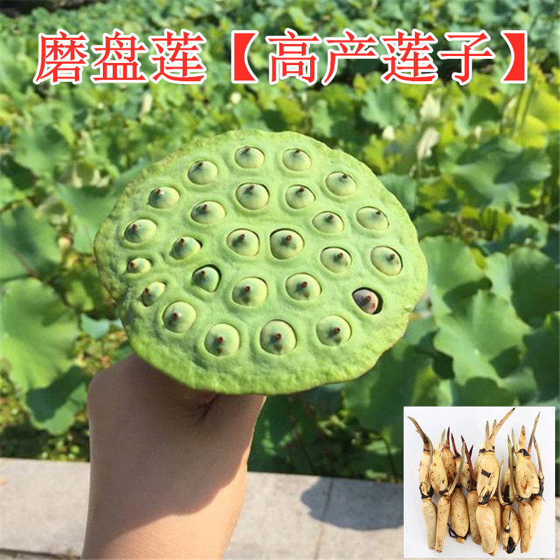莲藕种根苗太空莲磨盘莲食用藕种